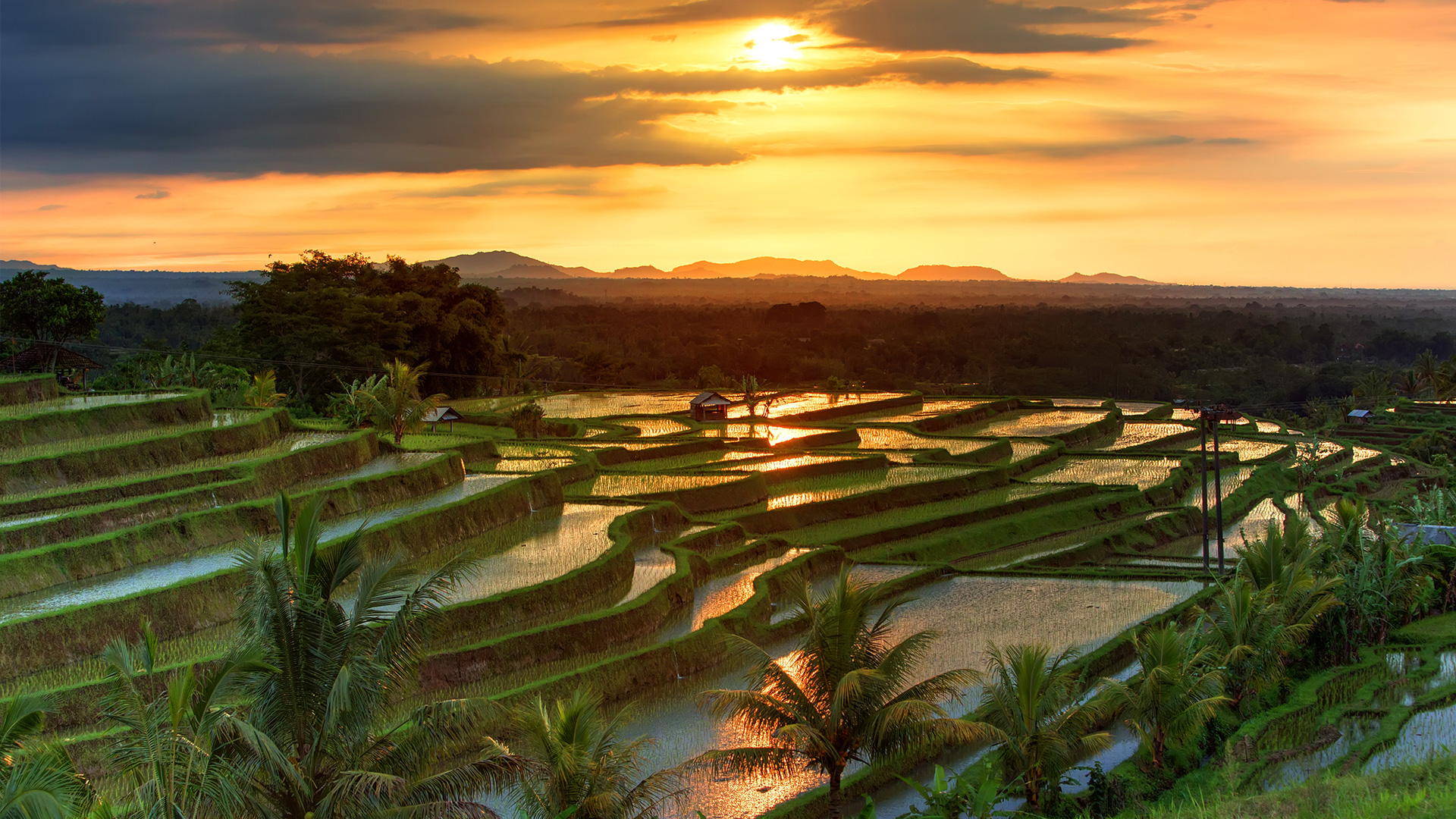 FIRSAT BALI TURU
